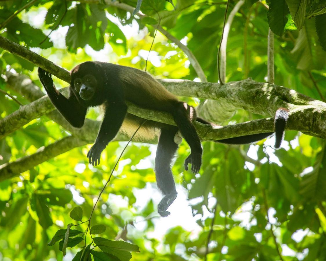 Cocovivo Hotell Bocas del Toro Eksteriør bilde